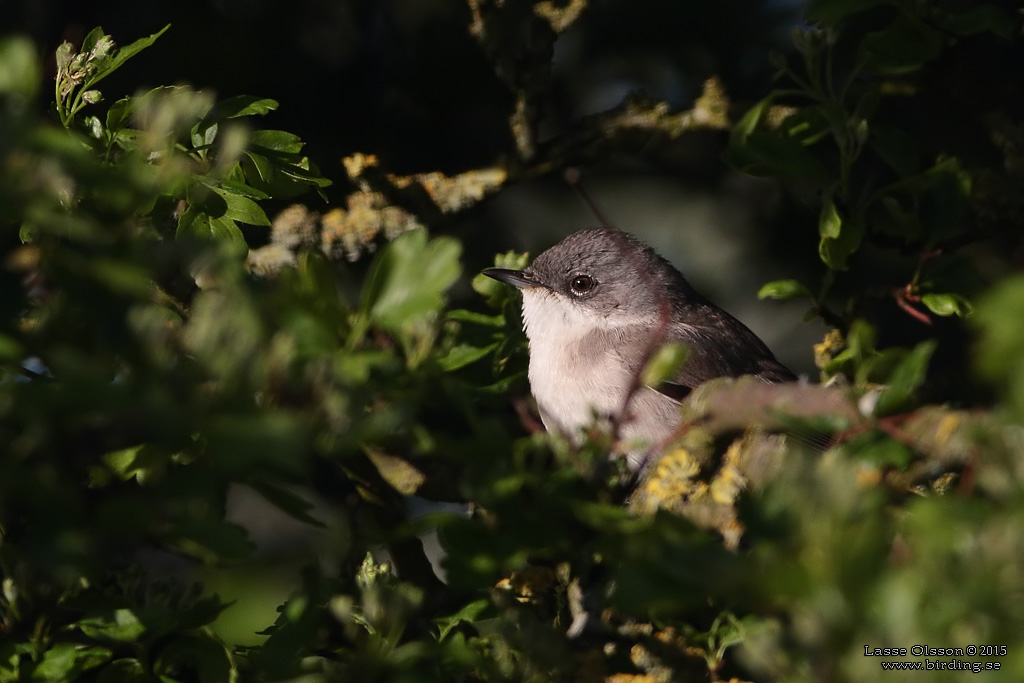 RTSNGARE / LESSER WHITETHROAT (Curruca curruca) - Stng / Close