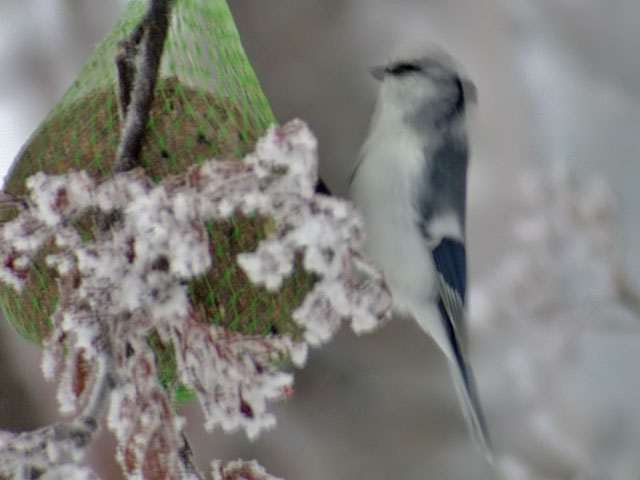 AZURMES / AZURE TIT (Cyanistes cyanus)