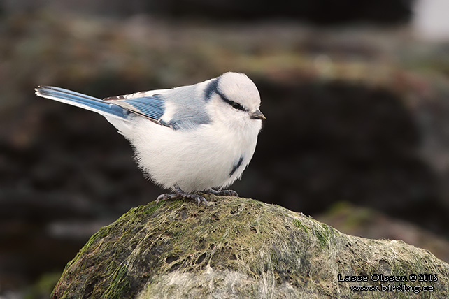 AZURMES / AZURE TIT (Cyanistes cyanus)