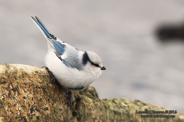 AZURMES / AZURE TIT (Cyanistes cyanus)