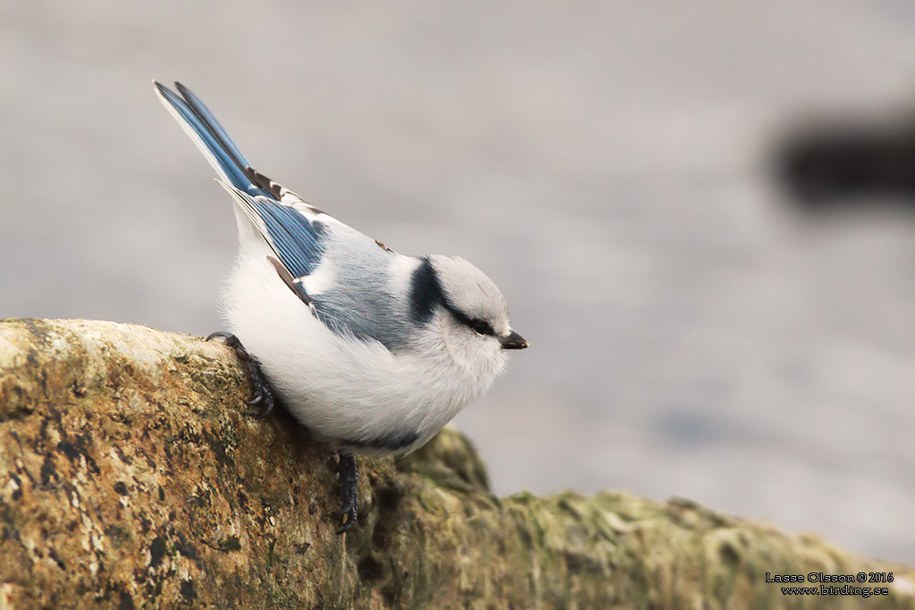 AZURMES / AZURE TIT (Cyanistes cyanus) - Stäng / Close