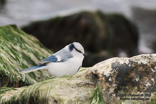 AZURMES / AZURE TIT (Cyanistes cyanus)