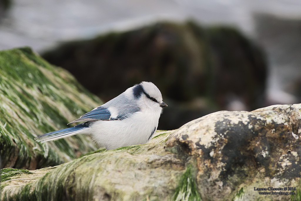 AZURMES / AZURE TIT (Cyanistes cyanus) - Stäng / Close