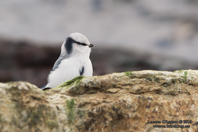 AZURMES / AZURE TIT (Cyanistes cyanus)