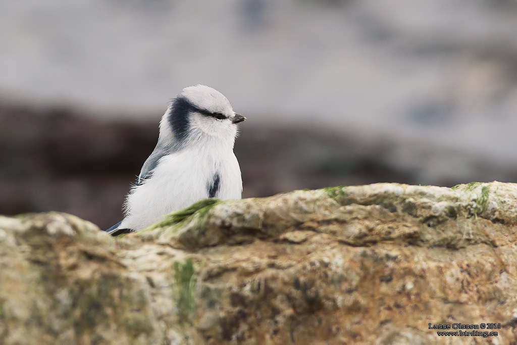 AZURMES / AZURE TIT (Cyanistes cyanus) - Stäng / Close