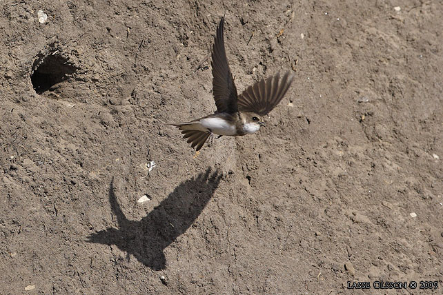 BACKSVALA / SAND MARTIN  (Riparia riparia)