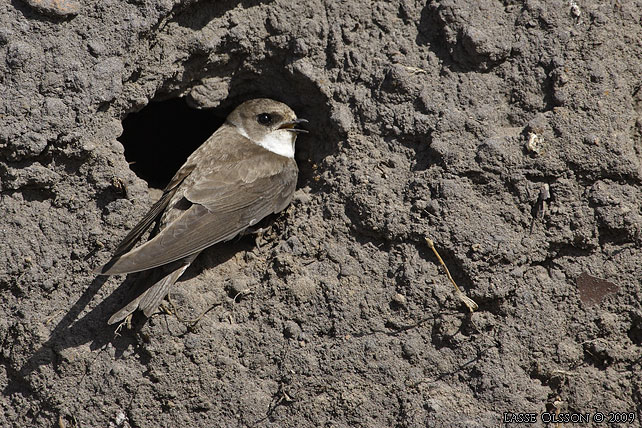 BACKSVALA / SAND MARTIN  (Riparia riparia) - stor bild / full size