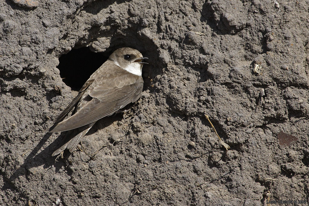 BACKSVALA / SAND MARTIN  (Riparia riparia) - Stng / Close