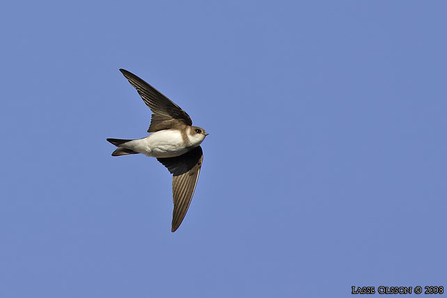 BACKSVALA / SAND MARTIN  (Riparia riparia) - stor bild / full size