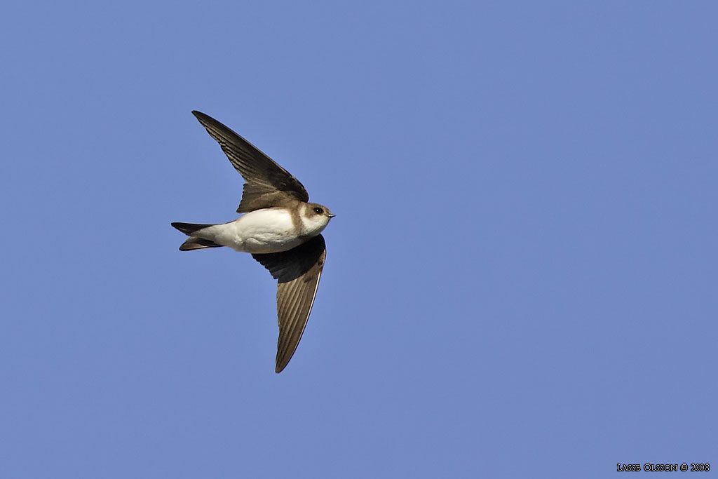 BACKSVALA / SAND MARTIN  (Riparia riparia) - Stng / Close