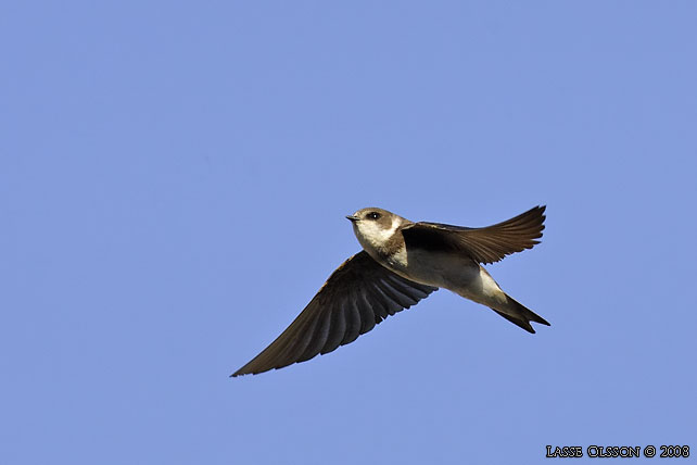 BACKSVALA / SAND MARTIN  (Riparia riparia) - stor bild / full size