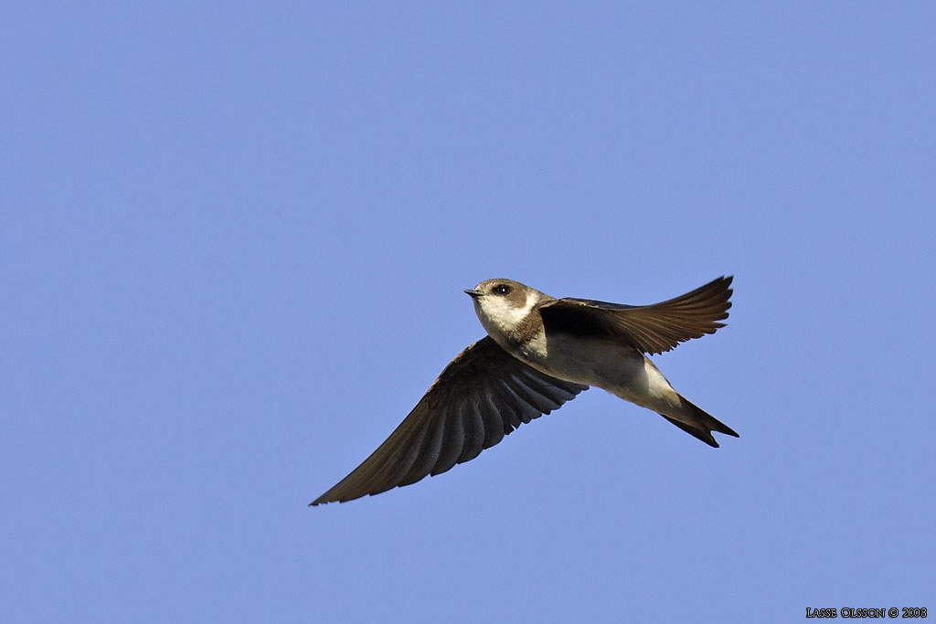 BACKSVALA / SAND MARTIN  (Riparia riparia) - Stng / Close