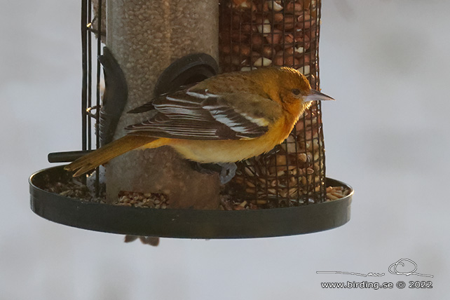 BALTIMORETRUPIAL / BALTIMORE ORIOLE (Icterus galbula)