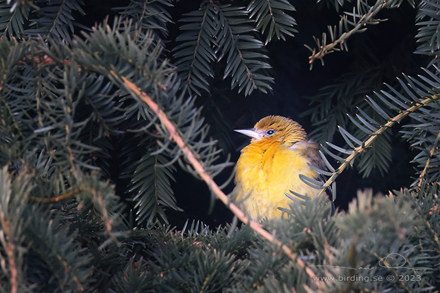 BALTIMORETRUPIAL / BALTIMORE ORIOLE (Icterus galbula)