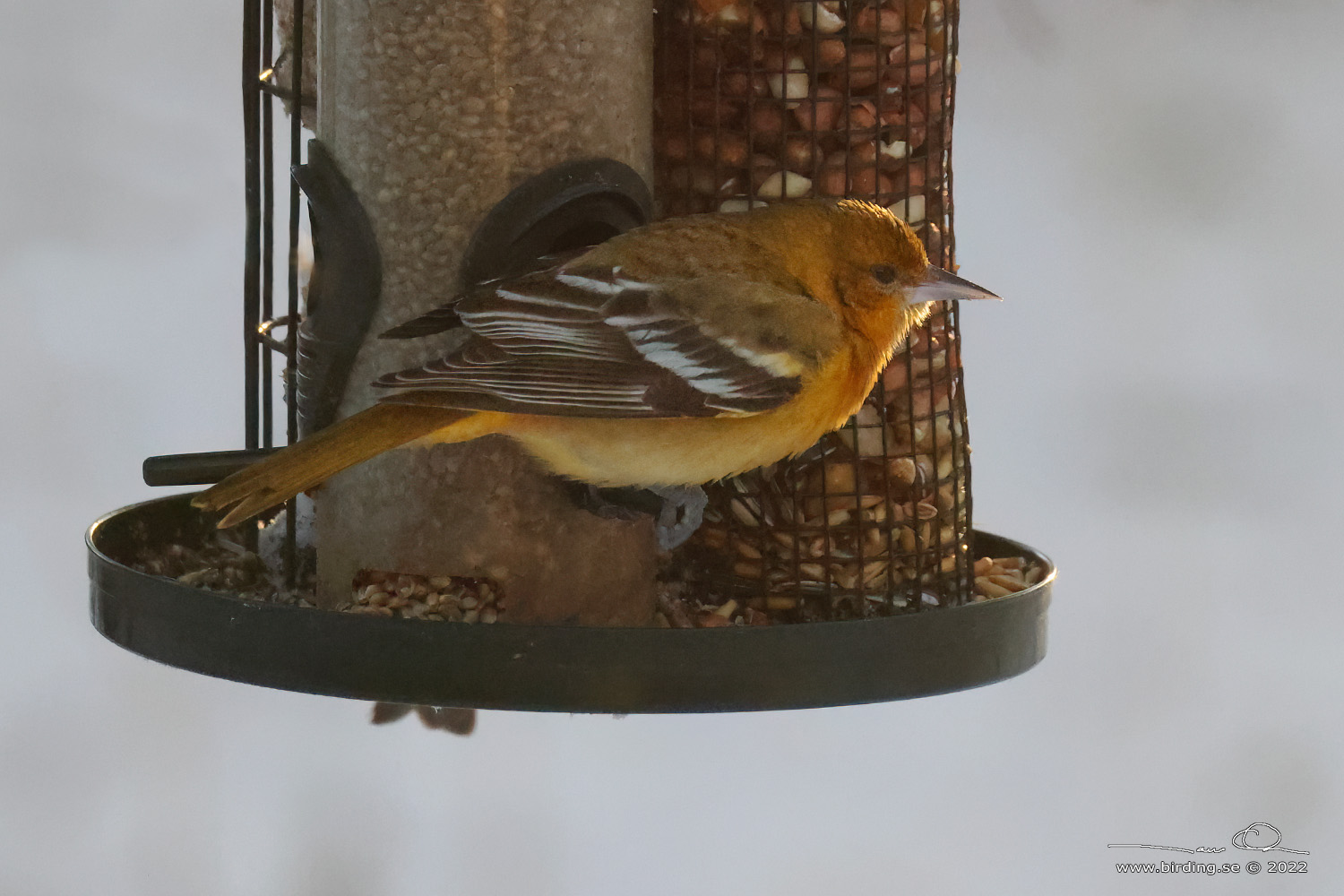 BALTIMORETRUPIAL / BALTIMORE ORIOLE (Icterus galbula) - Stng / Close