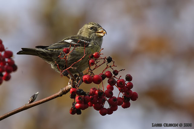 BNDELKORSNBB / TWO-BARRED CROSSBILL (Loxia leucoptera) - stor bild / full size