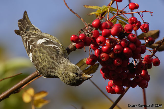 BNDELKORSNBB / TWO-BARRED CROSSBILL (Loxia leucoptera) - stor bild / full size