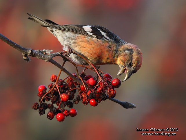 BÄNDELKORSNÄBB / TWO-BARRED CROSSBILL (Loxia leucoptera) - stor bild / full size