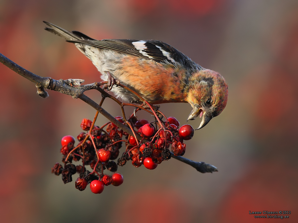 BNDELKORSNBB / TWO-BARRED CROSSBILL (Loxia leucoptera) - Stng / Close