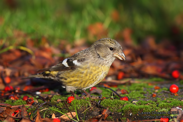 BÄNDELKORSNÄBB / TWO-BARRED CROSSBILL (Loxia leucoptera) - stor bild / full size