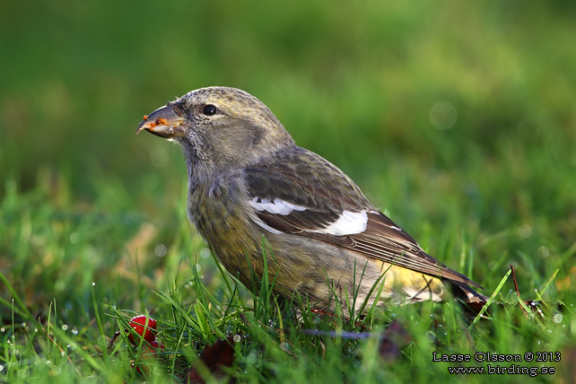 BÄNDELKORSNÄBB / TWO-BARRED CROSSBILL (Loxia leucoptera) - stor bild / full size