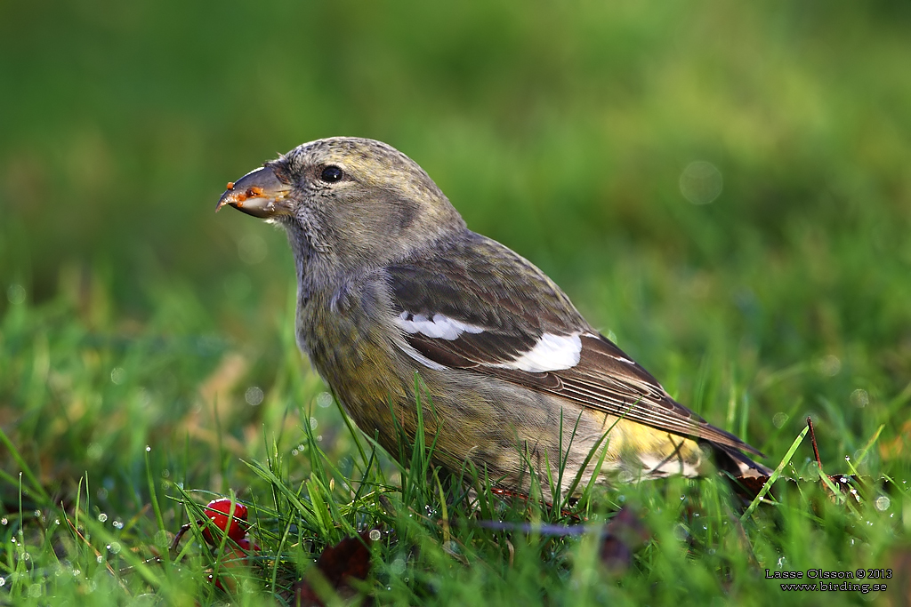 BNDELKORSNBB / TWO-BARRED CROSSBILL (Loxia leucoptera) - Stng / Close