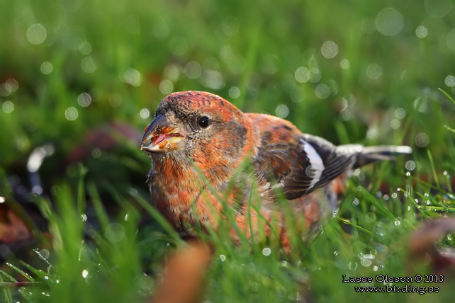 BÄNDELKORSNÄBB / TWO-BARRED CROSSBILL (Loxia leucoptera) - stor bild / full size