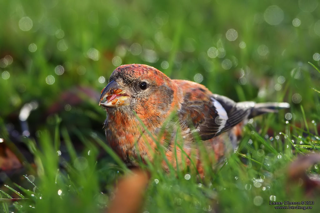 BNDELKORSNBB / TWO-BARRED CROSSBILL (Loxia leucoptera) - Stng / Close