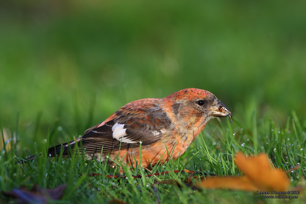 BNDELKORSNBB / TWO-BARRED CROSSBILL (Loxia leucoptera) - Stng / Close