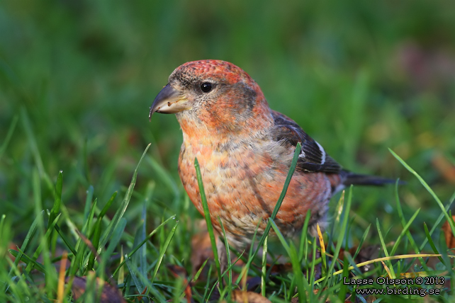 BÄNDELKORSNÄBB / TWO-BARRED CROSSBILL (Loxia leucoptera) - stor bild / full size