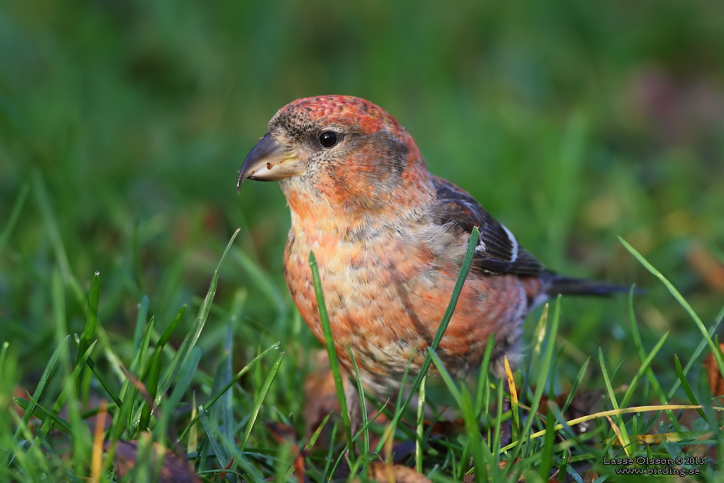 BNDELKORSNBB / TWO-BARRED CROSSBILL (Loxia leucoptera) - Stng / Close