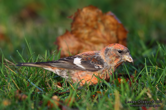 BÄNDELKORSNÄBB / TWO-BARRED CROSSBILL (Loxia leucoptera) - stor bild / full size