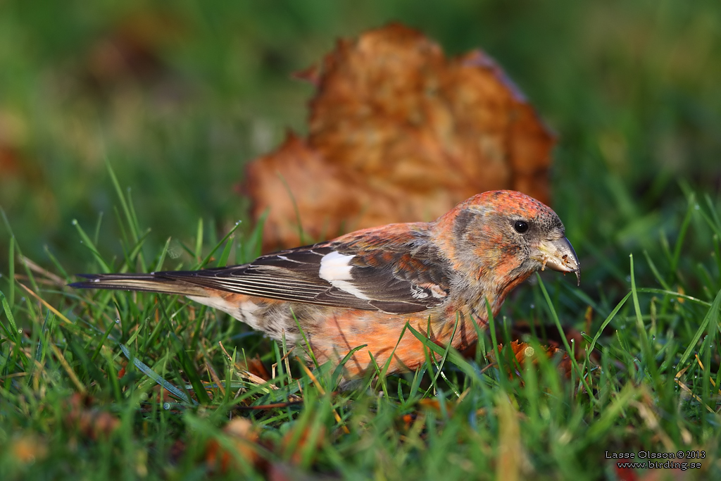 BNDELKORSNBB / TWO-BARRED CROSSBILL (Loxia leucoptera) - Stng / Close