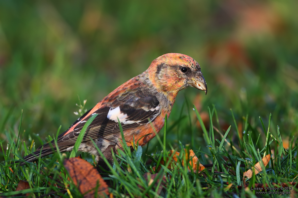 BNDELKORSNBB / TWO-BARRED CROSSBILL (Loxia leucoptera) - Stng / Close