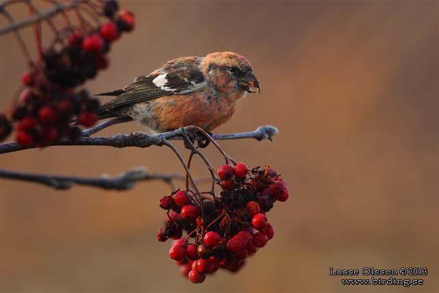 BÄNDELKORSNÄBB / TWO-BARRED CROSSBILL (Loxia leucoptera) - stor bild / full size