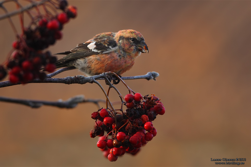 BNDELKORSNBB / TWO-BARRED CROSSBILL (Loxia leucoptera) - Stng / Close