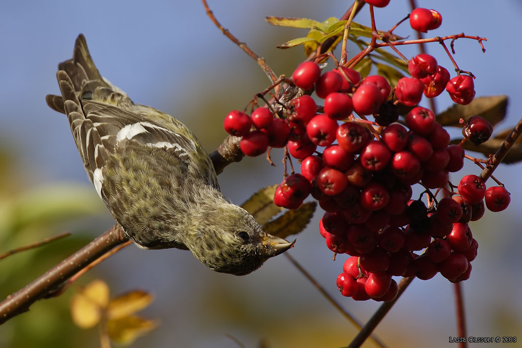 BNDELKORSNBB / TWO-BARRED CROSSBILL (Loxia leucoptera) - Stng / Close