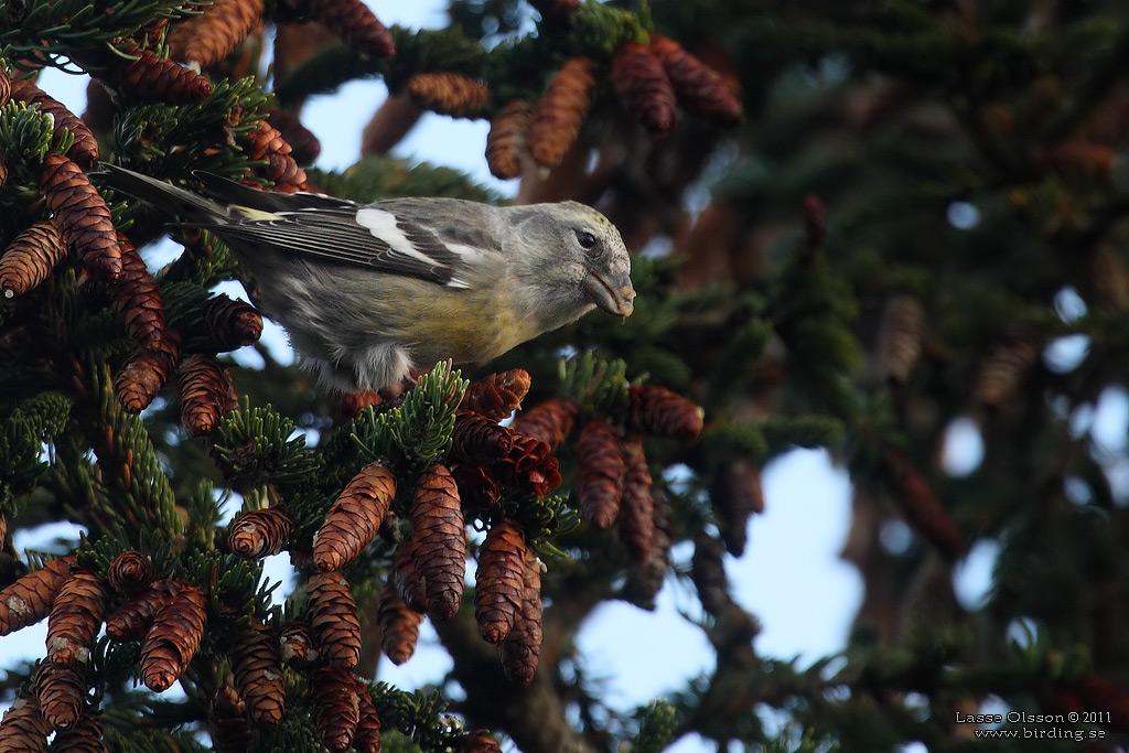 BNDELKORSNBB / TWO-BARRED CROSSBILL (Loxia leucoptera) - Stng / Close