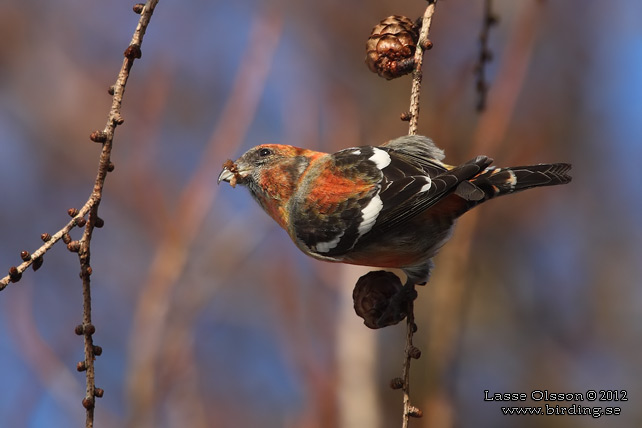 BÄNDELKORSNÄBB / TWO-BARRED CROSSBILL (Loxia leucoptera) - stor bild / full size