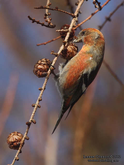 BÄNDELKORSNÄBB / TWO-BARRED CROSSBILL (Loxia leucoptera) - stor bild / full size