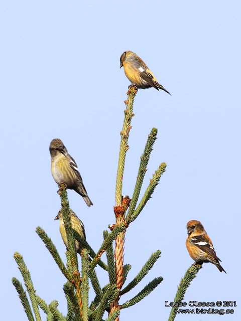 BÄNDELKORSNÄBB / TWO-BARRED CROSSBILL (Loxia leucoptera) - stor bild / full size