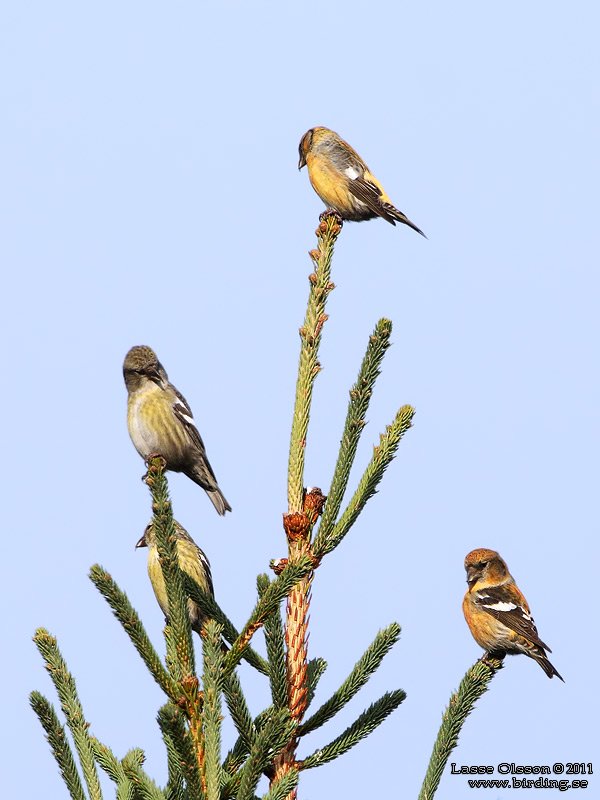 BNDELKORSNBB / TWO-BARRED CROSSBILL (Loxia leucoptera) - Stng / Close