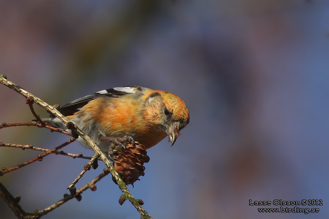 BÄNDELKORSNÄBB / TWO-BARRED CROSSBILL (Loxia leucoptera) - stor bild / full size