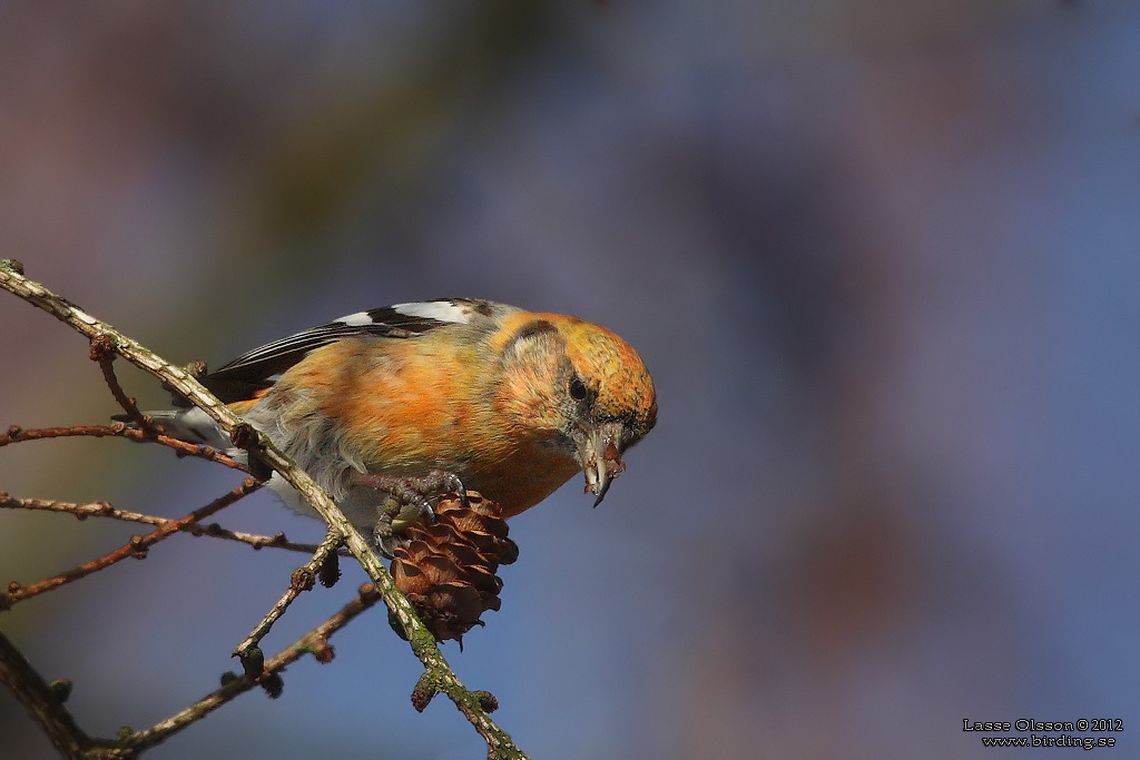 BNDELKORSNBB / TWO-BARRED CROSSBILL (Loxia leucoptera) - Stng / Close