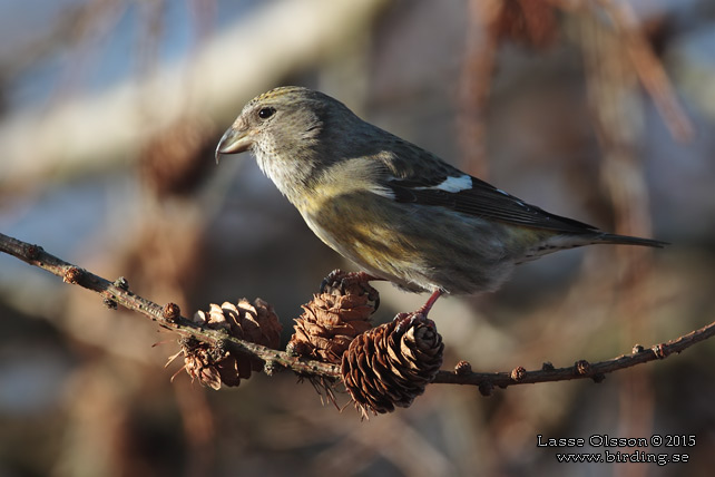 BÄNDELKORSNÄBB / TWO-BARRED CROSSBILL (Loxia leucoptera) - stor bild / full size