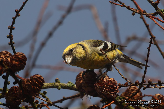 BÄNDELKORSNÄBB / TWO-BARRED CROSSBILL (Loxia leucoptera) - stor bild / full size