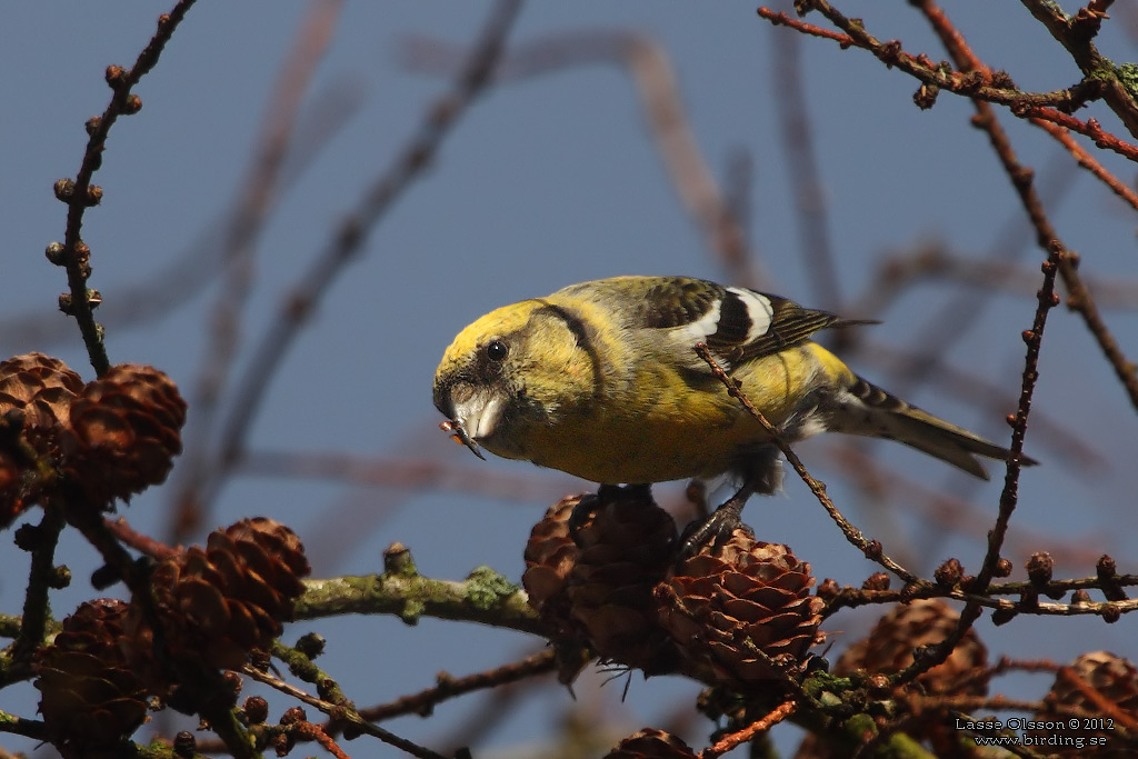 BNDELKORSNBB / TWO-BARRED CROSSBILL (Loxia leucoptera) - Stng / Close