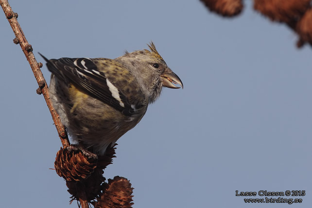 BÄNDELKORSNÄBB / TWO-BARRED CROSSBILL (Loxia leucoptera) - stor bild / full size