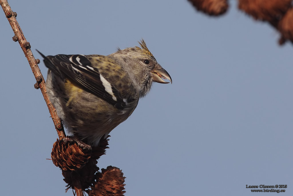 BNDELKORSNBB / TWO-BARRED CROSSBILL (Loxia leucoptera) - Stng / Close