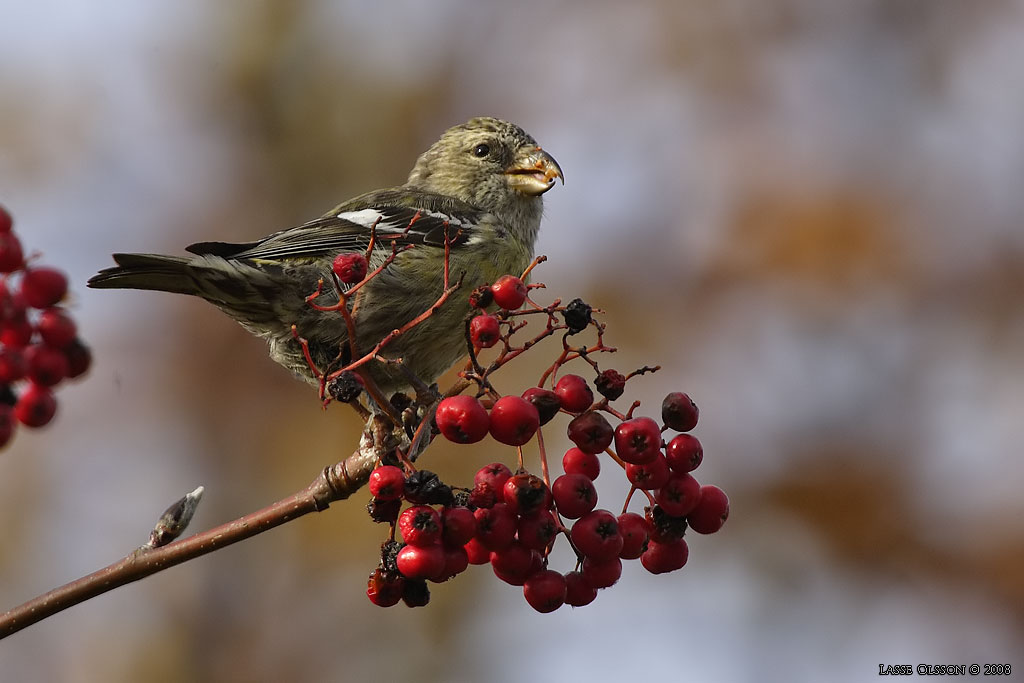 BNDELKORSNBB / TWO-BARRED CROSSBILL (Loxia leucoptera) - Stng / Close
